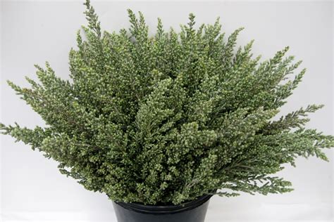 Ozothamnus Sussex Silver - Flora United International