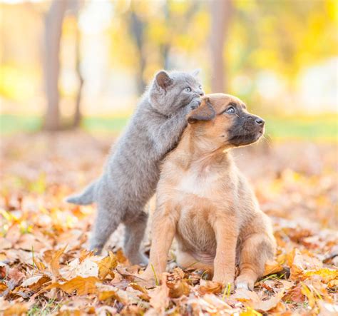 Arriba Foto Perro Y Gato Bailando Como Humanos Actualizar