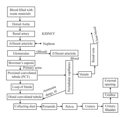 Draw A Block Diagram Showing The Pathway Of Excretory System In Human