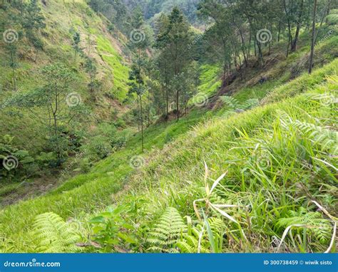 Grass And Forest Plants In The Ravine Under The Hill Stock Image