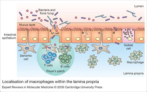 The Role Of Macrophages In Inflammatory Bowel Diseases Expert Reviews In Molecular Medicine