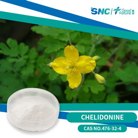 Herbway Kosher Halal Fssc Haccp Certified Plant Extract Celandine