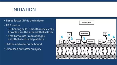 Cell Based Model Of Coagulation Ppt