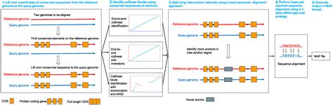 Anchorwave Sensitive Alignment Of Genomes With High Sequence Diversity