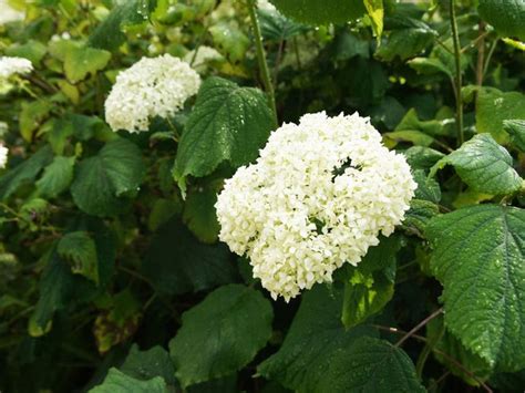 Shrubs For Clay Soil – Tips For Growing Clay Tolerant Shrubs