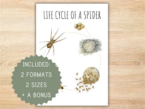 Life Cycle of a Spider Homeschool Printable Montessori Resource Life