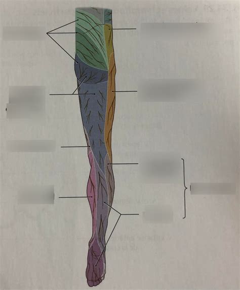 dermatome face postérieure jambe Diagram Quizlet