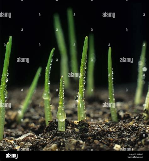 Emerging wheat seedlings with dew droplets still within their ...