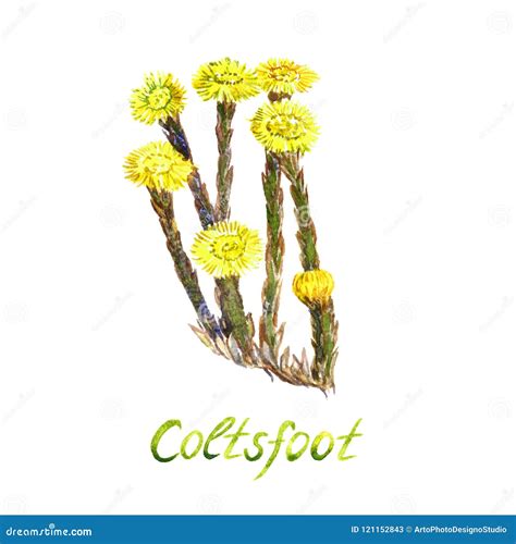 Coltsfoot Blooming Plant, Isolated on White Background Hand Painted