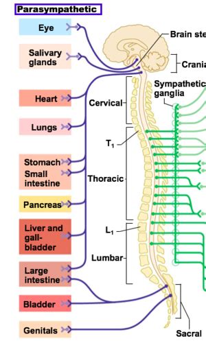 Autonomic Nervous System Ans Flashcards Quizlet