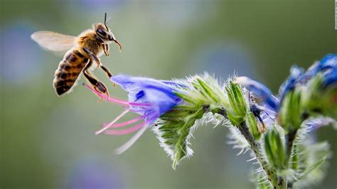 4 Pollination Facts That Will Make You Think Twice About Bees - Bee ...