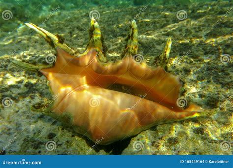 Giant Spider Conch Shell Lambis Lambis Marine Gastropod Mollusk