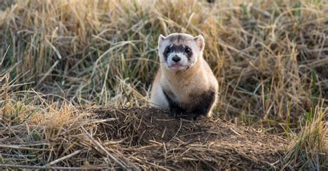 Wildlife in Utah - Types of Utahn Animals - A-Z Animals