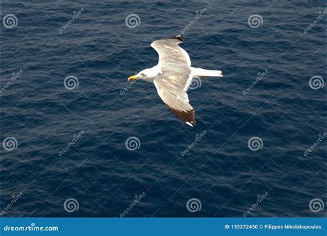 Vuelo De La Gaviota Sobre El Mar Profundo Foto De Archivo Imagen De