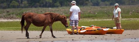 Assateague Camping Information