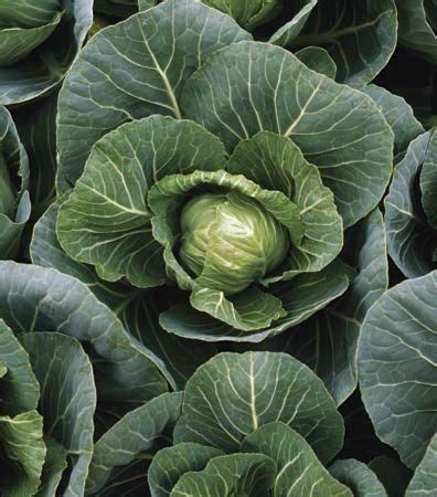 Brassicaceae | plant family | Britannica.com