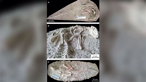 125 Million Year Old Dinosaur Found Buried By A Volcanic Eruption In