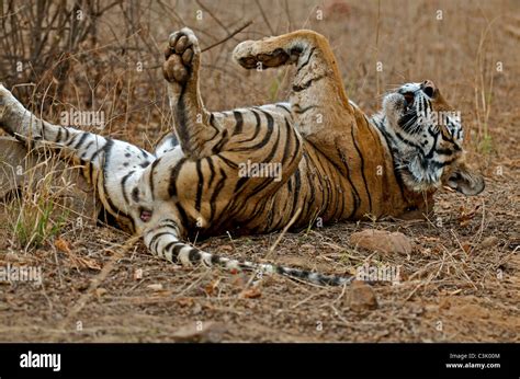 Female Bengal Tiger Lying On Her Back In Ranthambhore National Park