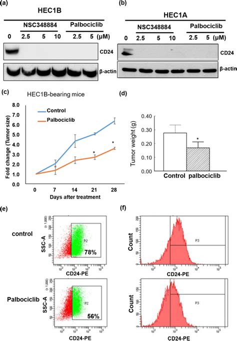 Treatment With Nsc Or Palbociclib Reduces Cd Expression In