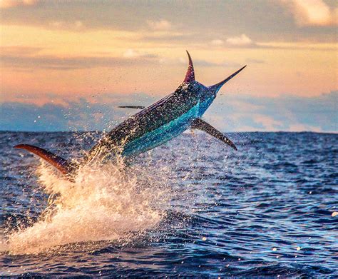 Species Profile Blue Marlin Pelagic Fishing Gear