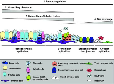 Structure And Function Of The Airway Epithelium The Structure Of The Download Scientific