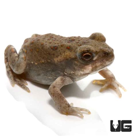 Baby Colorado River Toad Archives Underground Reptiles