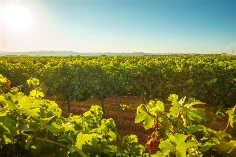 4x4 Tour of the Penedes Vineyards from Barcelona - Civitatis.com