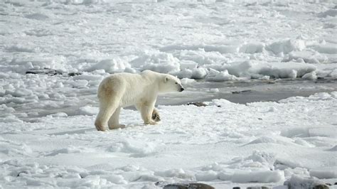 Video: grabaron por primera vez un oso polar cazando un reno