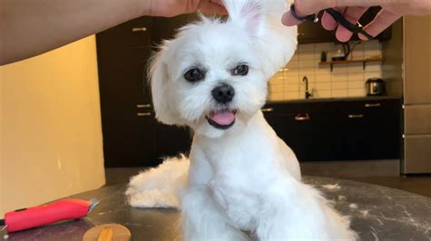 HOW TO GROOM A MALTESE DOG AT HOME 💈 - YouTube