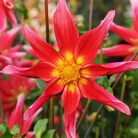 Dahlias Fleurs D Orchid Es Acheter Bulbes Directement De Hollande