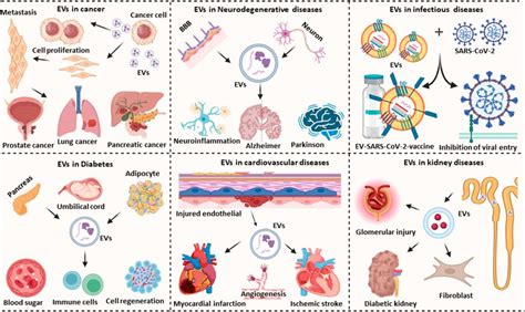 Extracellular Vesicles as Biomarkers for Detection and Therapeutic ...