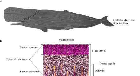 Sperm whale classification – Telegraph