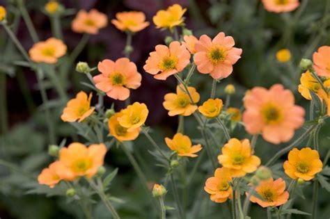 How To Grow Geums In Pictures