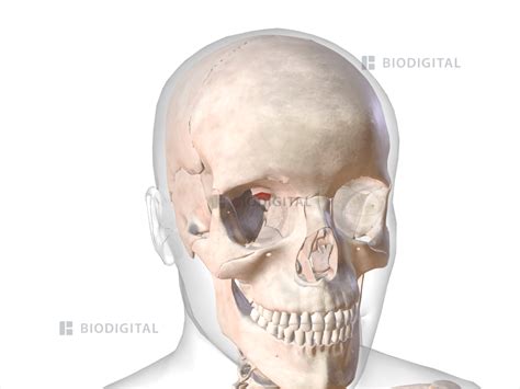 Right superior rectus | BioDigital Anatomy