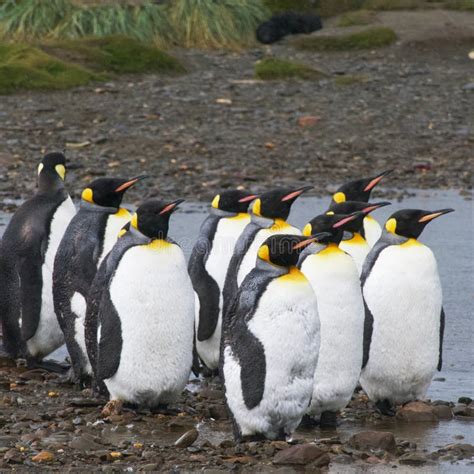 Group of Penguins Standing in Their Natural Habitat Near a Pond Stock ...