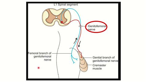 Cremasteric Reflex Pathway