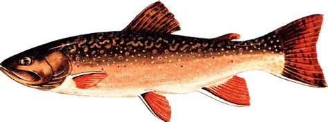 Speckled Trout Clip Art