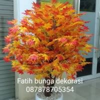 Jual Pohon Maple Jepang Terbaik Harga Murah Maret Cicil