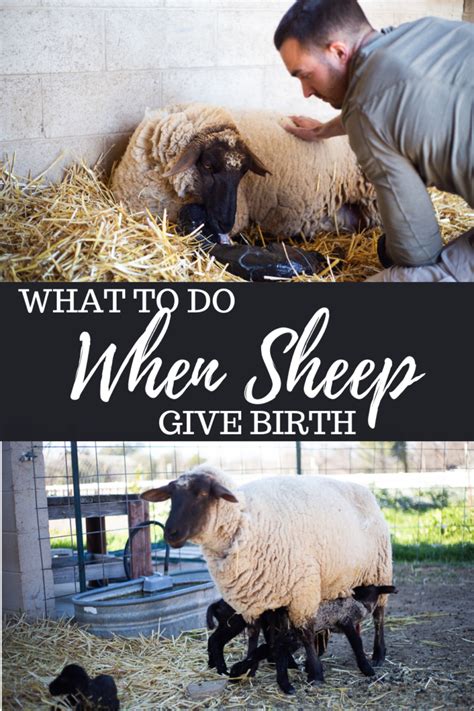 What To Do When Sheep Give Birth Artofit