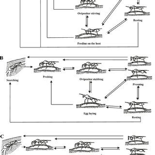 PDF Host Selection Behavior Of The Host Feeding Parasitoid Necremnus