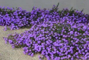 Lantana Trailing Purple