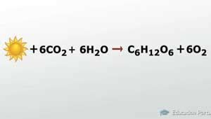 Biol P Midterm Flashcards Quizlet