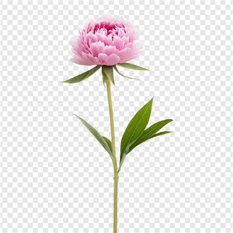 Premium PSD Peony Flower Isolated On Transparent Background