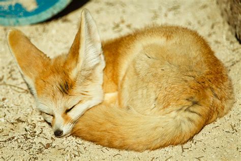 A Fennec Fox A Fennec Fox Shot At Honolulu Zoo In Honolul Flickr