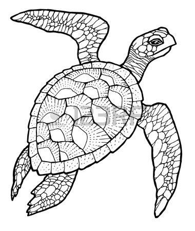 Loggerhead Sea Turtle Drawing at GetDrawings | Free download