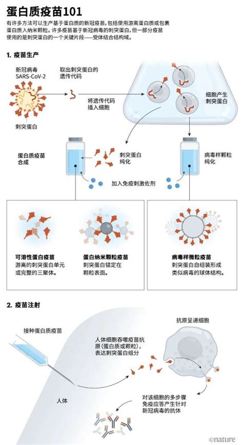 比mrna疫苗更具优势的新冠蛋白质疫苗来了腾讯新闻