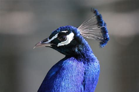 Why Peacock Dance In Rain