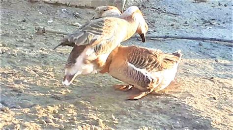 Toulouse Geese Vs African Geese After The Create Waterbirds In The