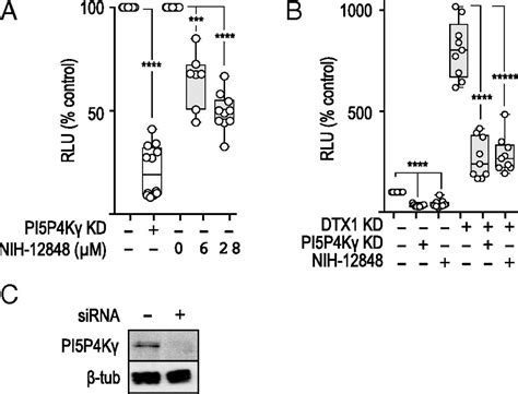 Pi5p4kγ Functions In Dtx1 Mediated Notch Signaling Pnas