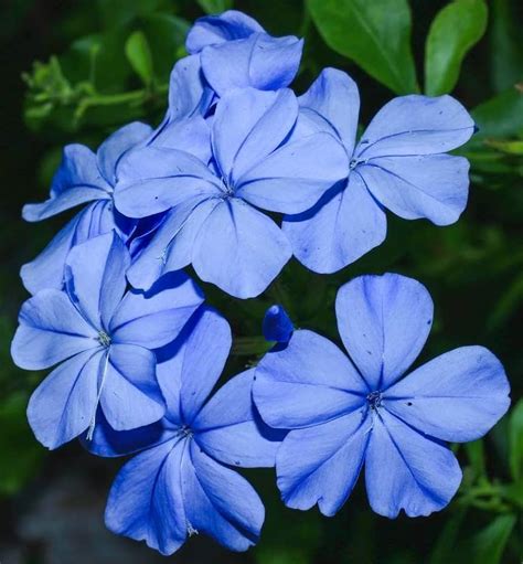 Imperial Blue Plumbago Plant 1 Gallon Live Flowering Shrub With Blue